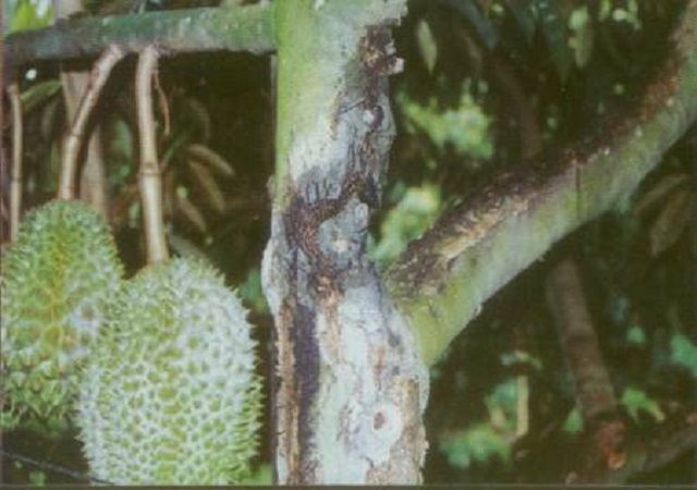 Cành cây bị nấm Phytophthora palmivora gây hại trên cây sầu riêng