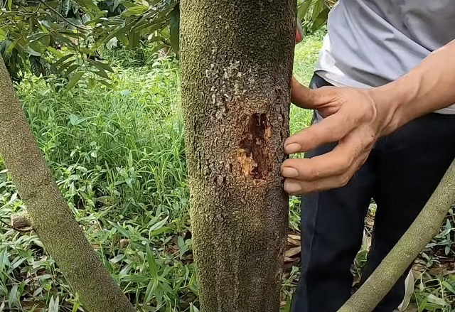 Thân cây sầu riêng xì mủ do nấm Phytophthora gây ra