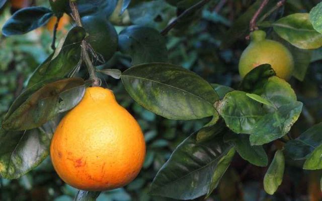 Quả Tangelo nằm trong số 20 loại trái cây có múi
