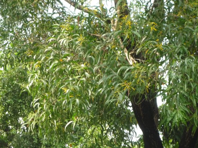 Dùng lá cây tràm keo chế tạo thuốc trừ sâu sinh học