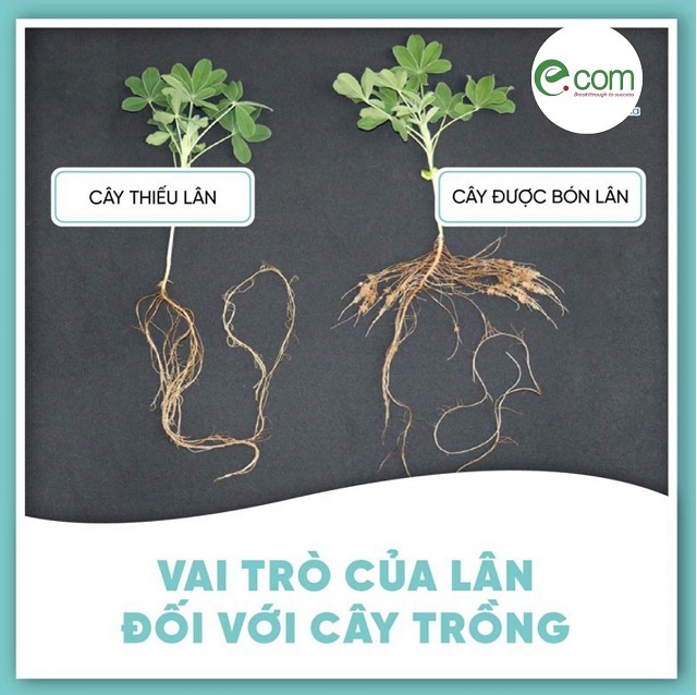 Phân vi sinh vật chuyển hóa lân: Khái niệm, phân loại và tác dụng - Ecom Group