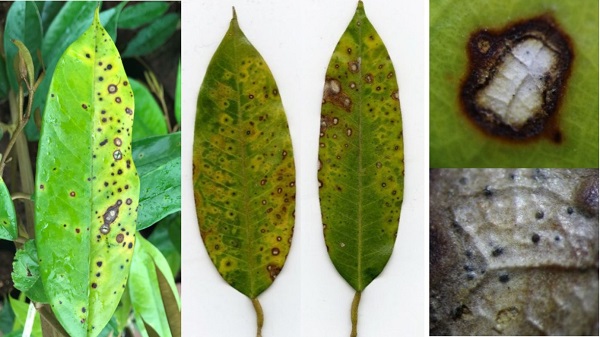 MỚI] Bệnh đốm lá trên cây sầu riêng - Nguyên nhân và thuốc đặc trị - Ecom Group
