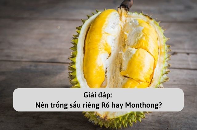 Nên trồng sầu riêng Ri6 hay Monthong tại Việt Nam