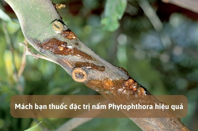 Mách bạn thuốc đặc trị nấm Phytophthora hiệu quả