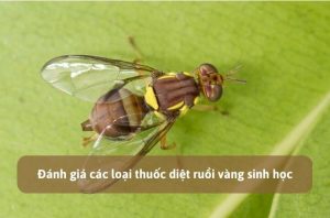 thuốc diệt ruồi vàng sinh học