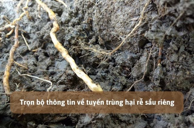 Tuyến trùng hại rễ sầu riêng