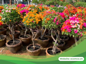 Cần xử lý kịp thời khi hoa giấy có tình trạng úng nước