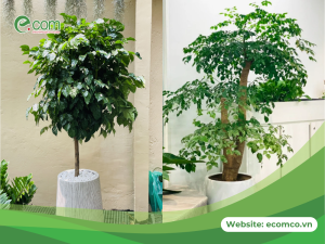 Cách khắc phục hiện tượng cây hạnh phúc bị rụng lá