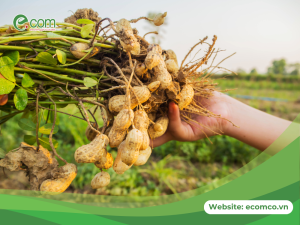 Thời vụ trồng lạc quyết định năng suất cao hay thấp