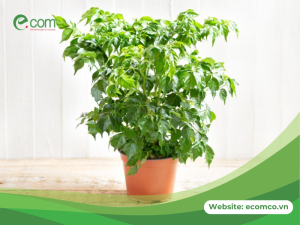 Cách chăm sóc cây hạnh phúc bị rụng lá