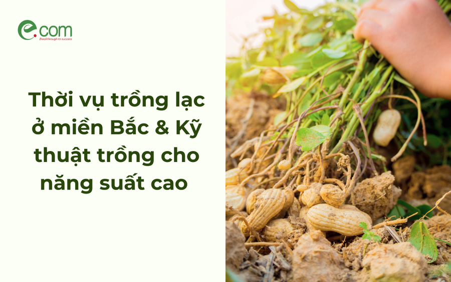 Thời vụ trồng lạc ở miền Bắc & Kỹ thuật trồng cho năng suất cao