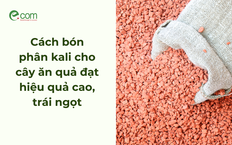 Cách bón phân kali cho cây ăn quả đạt hiệu quả cao, trái ngọt