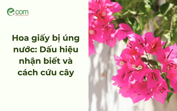 Hoa giấy bị úng nước: Dấu hiệu nhận biết và cách cứu cây