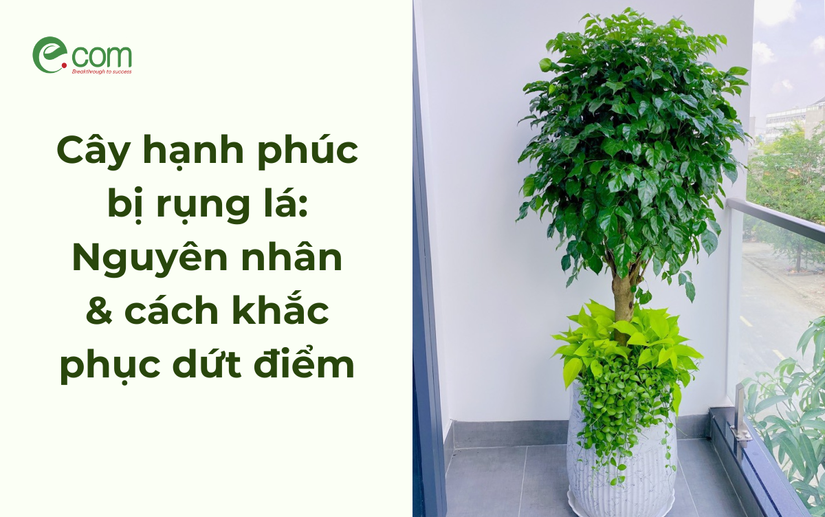 Cây hạnh phúc bị rụng lá: Nguyên nhân & cách khắc phục dứt điểm