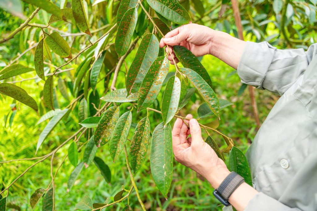 Hậu quả của rong rêu
