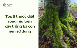Top 5 thuốc diệt rong rêu trên cây trồng bà con nên sử dụng