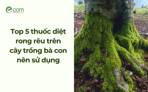 Top 5 thuốc diệt rong rêu trên cây trồng bà con nên sử dụng