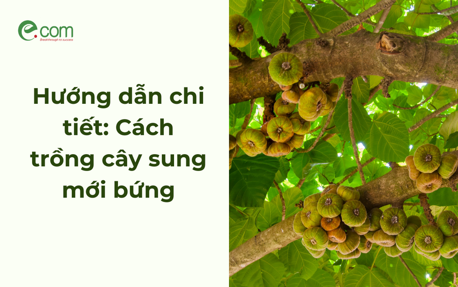 Hướng dẫn chi tiết: Cách trồng cây sung mới bứng