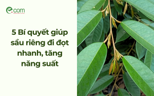 5 Bí quyết giúp sầu riêng đi đọt nhanh, tăng năng suất