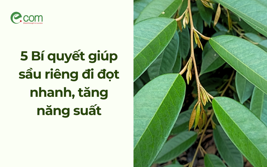 5 Bí quyết giúp sầu riêng đi đọt nhanh, tăng năng suất