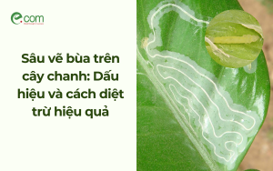 Sâu vẽ bùa trên cây chanh: Dấu hiệu và cách diệt trừ hiệu quả