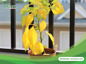 Lá cây thiếu Nito sẽ chuyển sang vàng và rụng dần