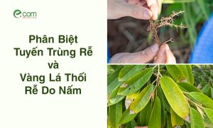 Phân Biệt Bệnh Tuyến Trùng Với Bệnh Vàng Lá, Thối Rễ Do Nấm