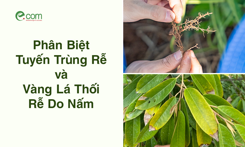 Phân Biệt Bệnh Tuyến Trùng Với Bệnh Vàng Lá, Thối Rễ Do Nấm