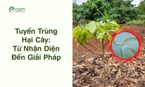 tổng quan về tuyến trùng
