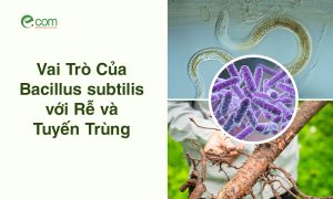 Vai Trò Của Vi Khuẩn Bacillus subtilis