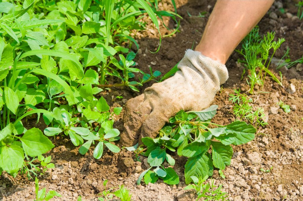 các phương pháp cải tạo đất trồng rau