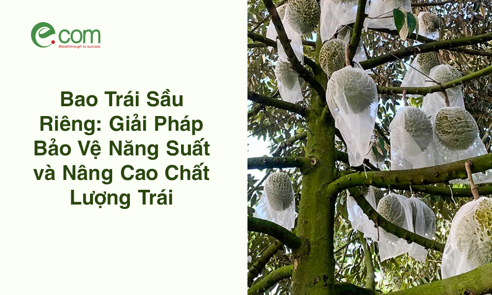 Bao Trái Sầu Riêng