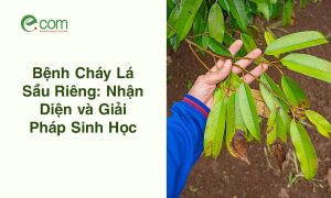 Bệnh Cháy Lá Sầu Riêng