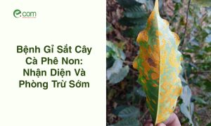 Bệnh Gỉ Sắt Cây Cà Phê Non