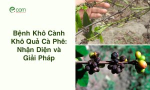 Bệnh Khô Cành Khô Quả Cà Phê