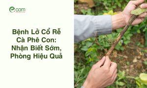 bệnh lở cổ rễ cây cà phê