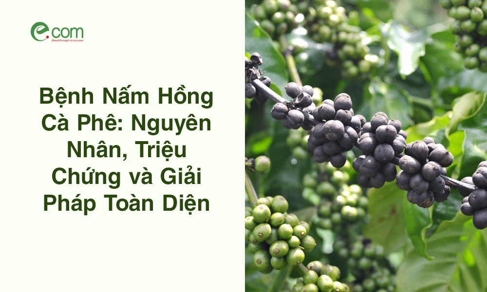 Bệnh Nấm Hồng Cà Phê