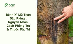 Bệnh Xì Mủ Thân Sầu Riêng