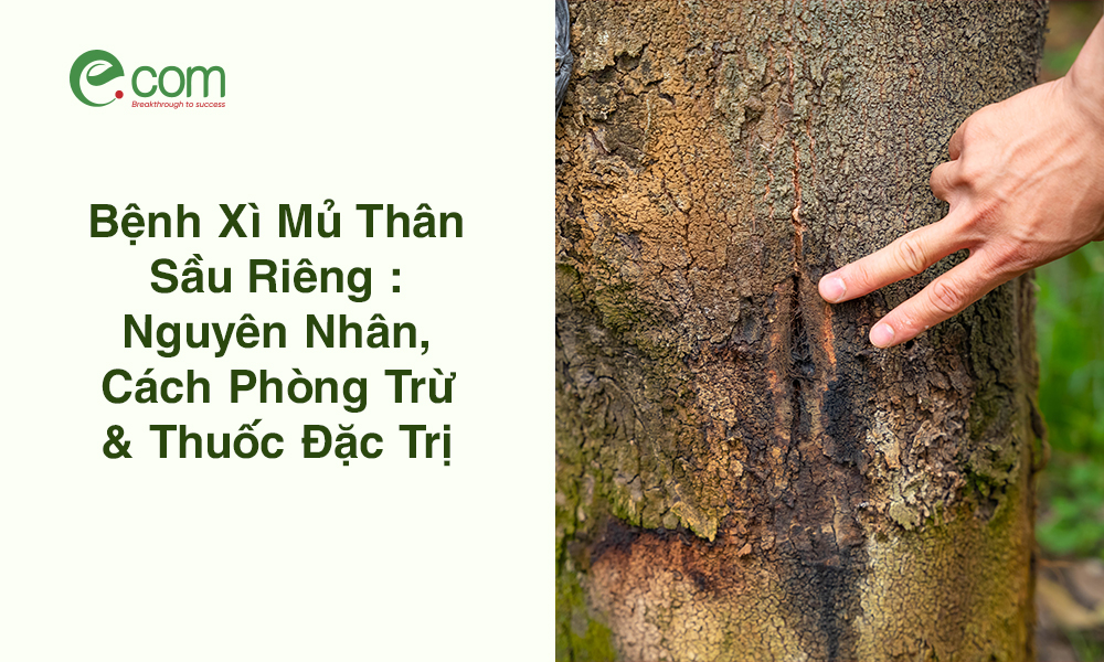 Bệnh Xì Mủ Thân Sầu Riêng