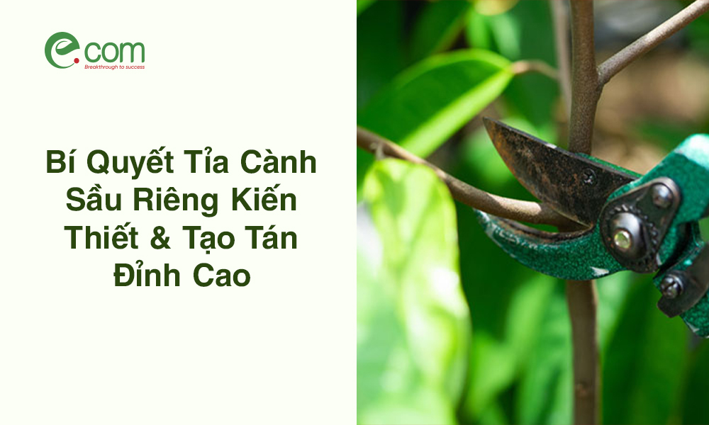 kỹ thuật tỉa cành sầu riêng