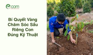 Chăm Sóc Sầu Riêng Con