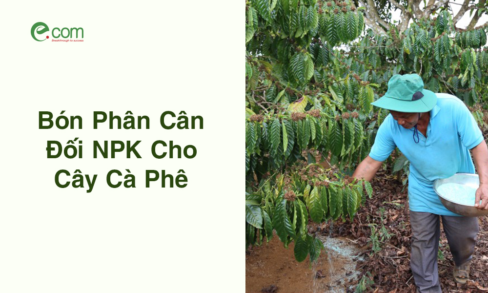 Bón Phân Cân Đối NPK