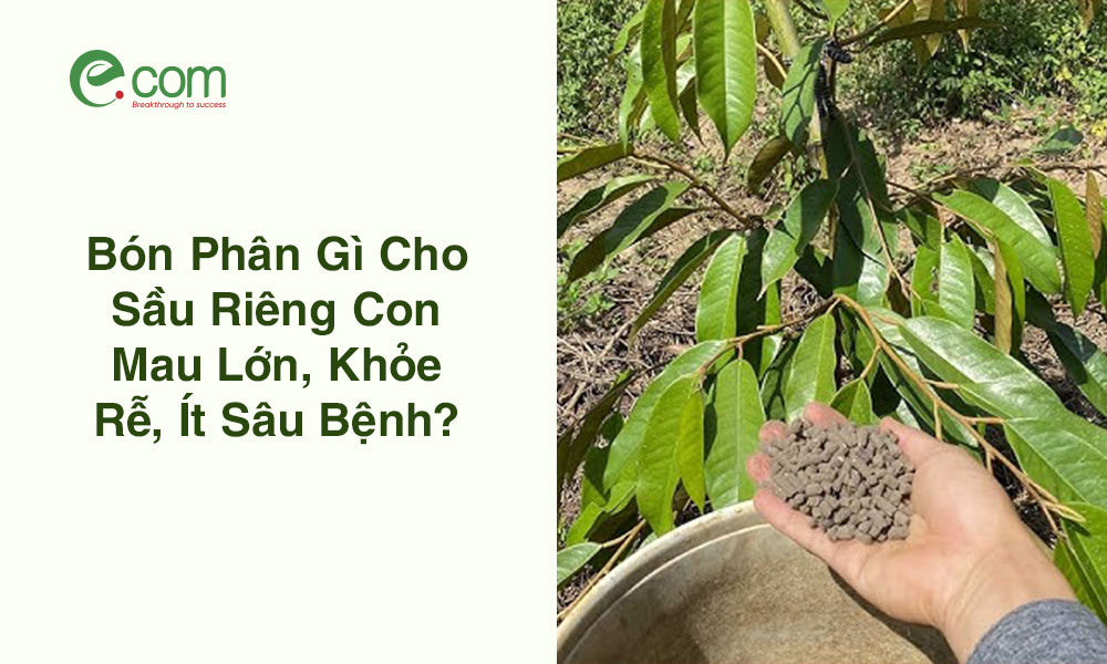 Phân Bón Cho Sầu Riêng Con