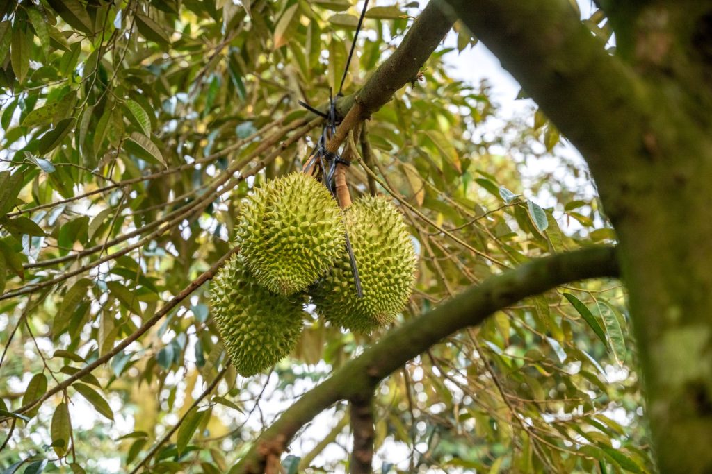 Bón Phân Nuôi Trái Sầu Riêng