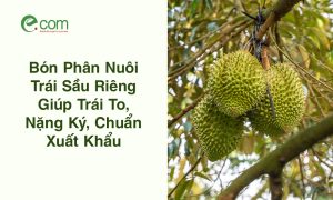 Bón Phân Nuôi Trái Sầu Riêng