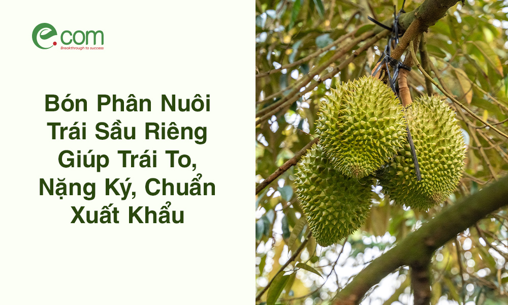 Bón Phân Nuôi Trái Sầu Riêng