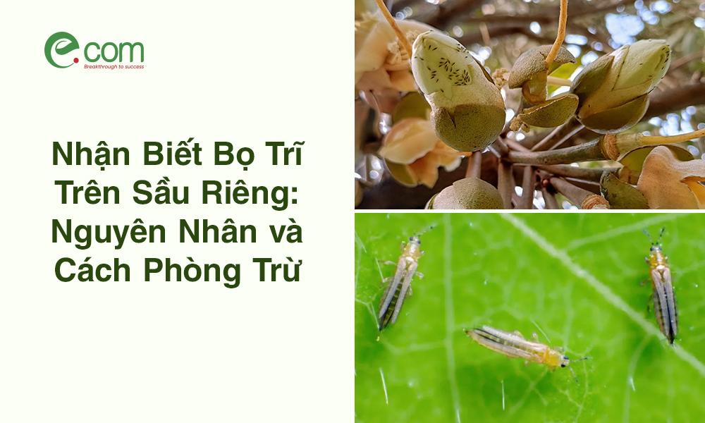 Bọ Trĩ Trên Sầu Riêng