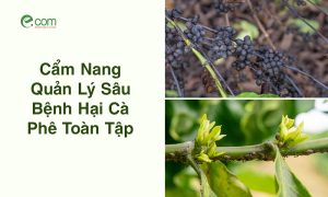 Bệnh Hại Cà Phê