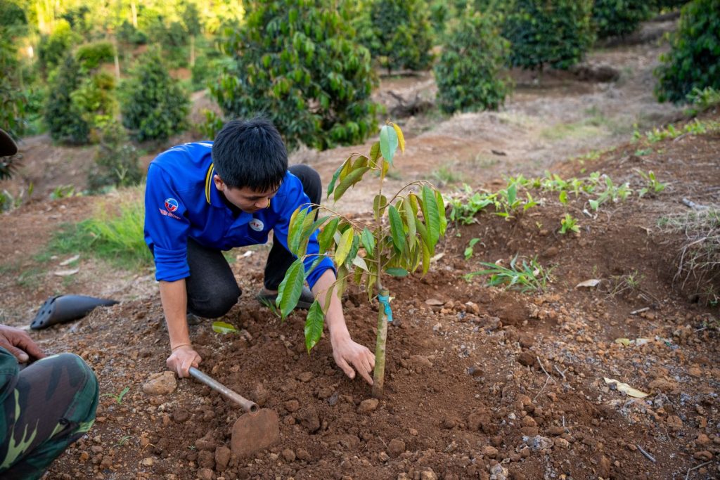 Chăm Sóc Sầu Riêng Con 2