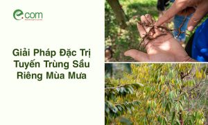 Trị Tuyến Trùng Sầu Riêng